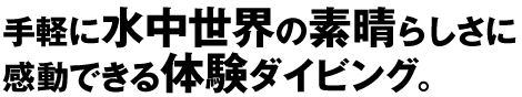 手軽に水中世界の素晴らしさに感動できる体験ダイビング。