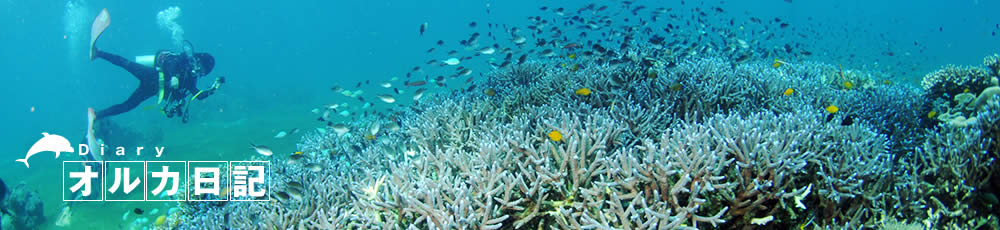 オルカ日記