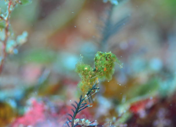 �t�B�R�J���X�V�������X