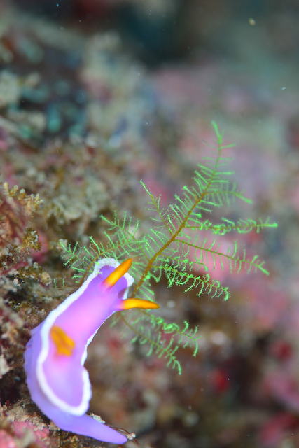 カグヤヒメウミウシ