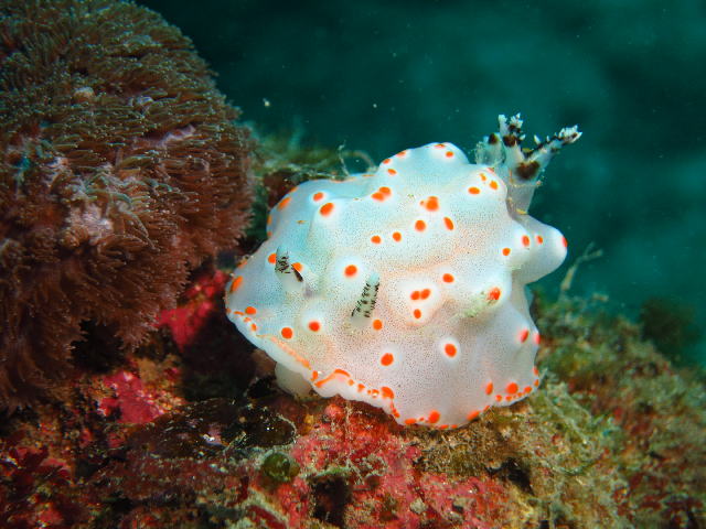 コンペイトウウミウシ