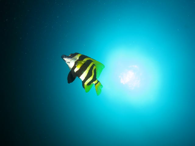 �e���O�_�C