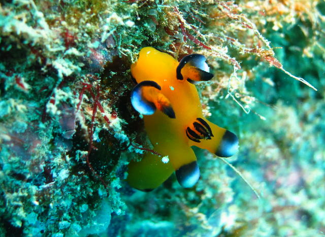 ウデフリツノザヤウミウシ