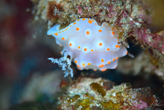 �R���y�C�g�E�E�~�E�V