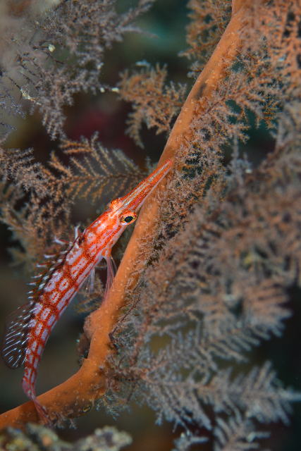 �N�_�S���x