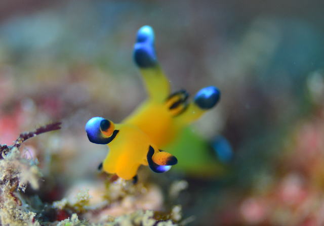 �E�f�t���c�m�U���E�~�E�V